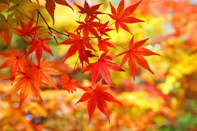 紅葉を見るために登山をするときの注意点