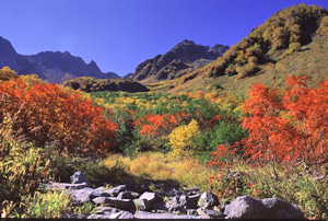 涸沢の紅葉